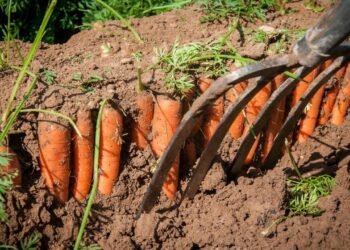Aprenda a plantar cenoura do jeito certo e colha raízes perfeitas em casa