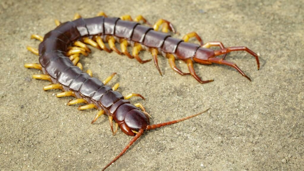 O que significa ter lacraias em casa, segundo especialistas