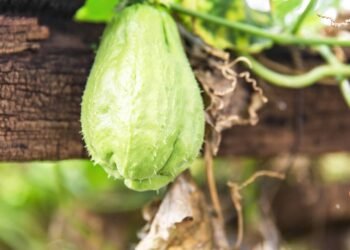 O vegetal que médicos recomendam para quem luta contra inchaço e pressão alta