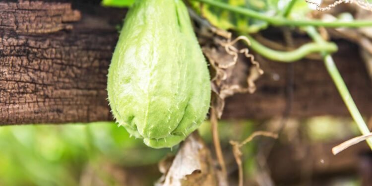 As folhas e frutos do chuchu possuem polifenóis e vitamina C, compostos que combatem os radicais livres e fortalecem o sistema imunológico - Créditos: depositphotos.com / dourleak