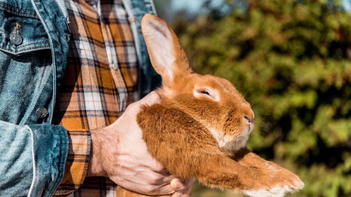 O que está por trás da famosa expressão 'matar dois coelhos com uma ...