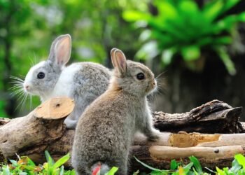 O que está por trás da famosa expressão ‘matar dois coelhos com uma cajadada só’