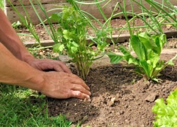 Como plantar coentro na janela da cozinha e colher tempero fresco todos os dias