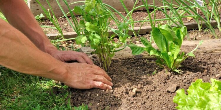 O coentro aprecia um solo levemente úmido, por isso, a rega deve ser diária, porém moderada - Créditos: depositphotos.com / sanddebeautheil