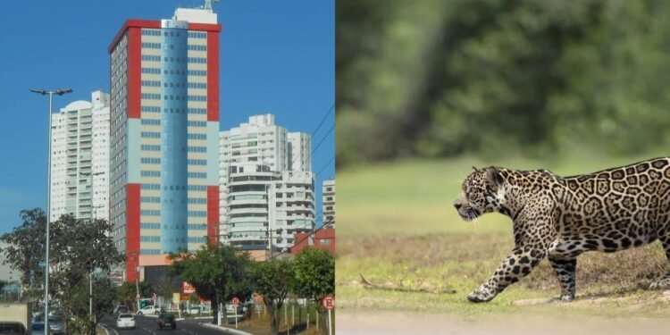 A cidade perto do Pantanal que esconde uma vida surpreendentemente tranquila