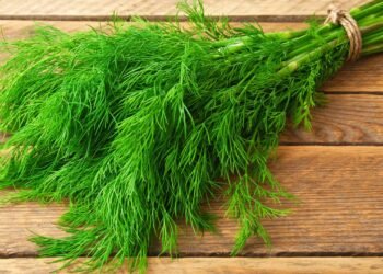 A erva leve e nutritiva que faz bem ao corpo e ainda ajuda a manter os mosquitos afastados de casa