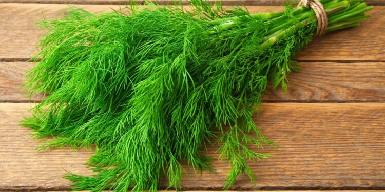 A erva leve e nutritiva que faz bem ao corpo e ainda ajuda a manter os mosquitos afastados de casa