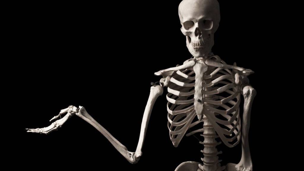 Qual é a quantidade exata de ossos em um corpo humano?