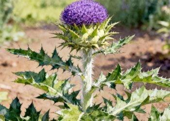 A planta usada há séculos para restaurar o fígado e reduzir a sensação de peso após as refeições