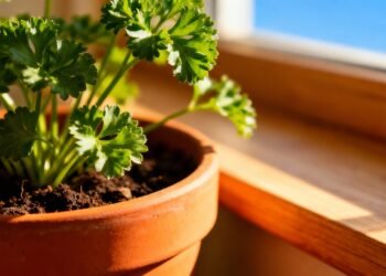 Como plantar a erva perfumada que melhora a digestão e ainda ajuda a reduzir o inchaço