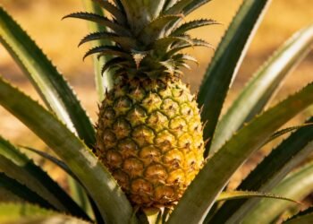 O fruto tropical que acelera a digestão, reduz inflamações e fortalece seu sistema imunológico