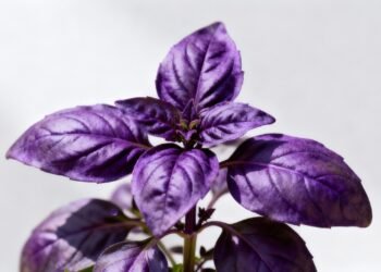 A erva roxa que protege suas células e ainda deixa sua horta mais bonita