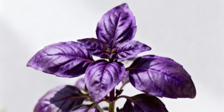 A erva roxa que protege suas células e ainda deixa sua horta mais bonita