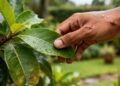 A folha milagrosa que acelera a cicatrização e ainda reduz sintomas de resfriado