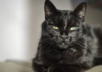 O que significa quando um gato encara você do nada