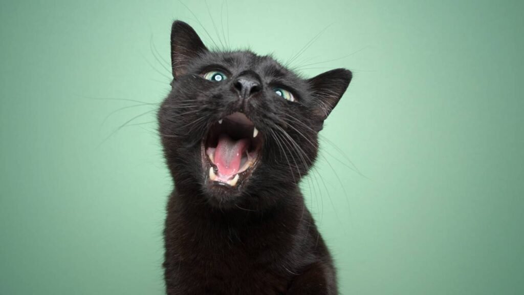 O que significa quando seu gato começa a miar muito diferente?