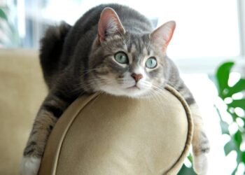 O que significa quando seu gato te ignora?