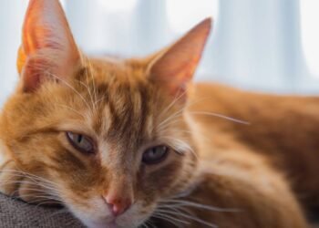 O que significa para o seu gato olhar nos seus olhos, de acordo com um treinador