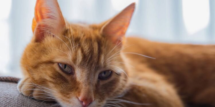 O que significa para o seu gato olhar nos seus olhos, de acordo com um treinador