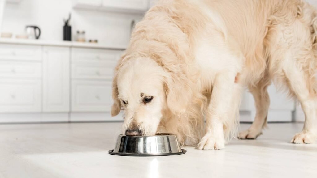 Os melhores alimentos para Golden Retrievers no dia a dia