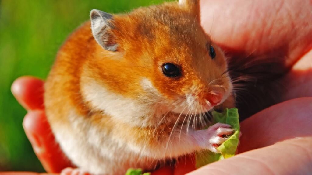 Os hamsters são animais capazes de sentir amor pelos donos?