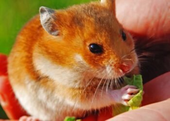 Os hamsters são animais capazes de sentir amor pelos donos?