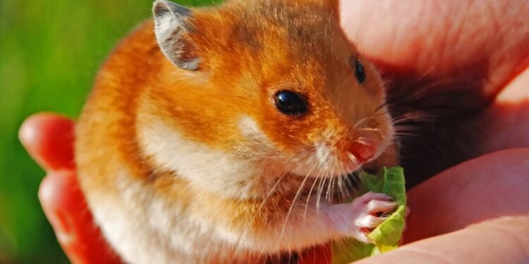 Os hamsters são animais capazes de sentir amor pelos donos?