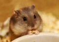 Por que hamsters morrem tão rápido e como prolongar a vida do seu pet