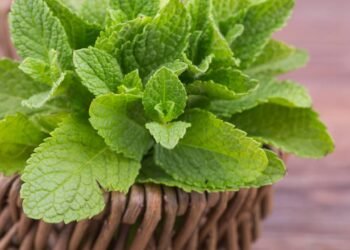 O chá que qualquer pessoa pode cultivar em casa e que ajuda a aliviar dores de barriga rapidamente