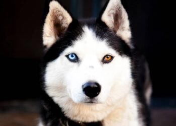 Qual raça de cachorro você é, conforme o ano em que nasceu?