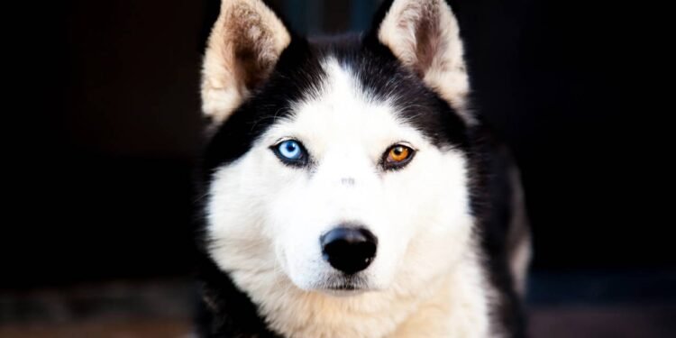 Qual raça de cachorro você é, conforme o ano em que nasceu?