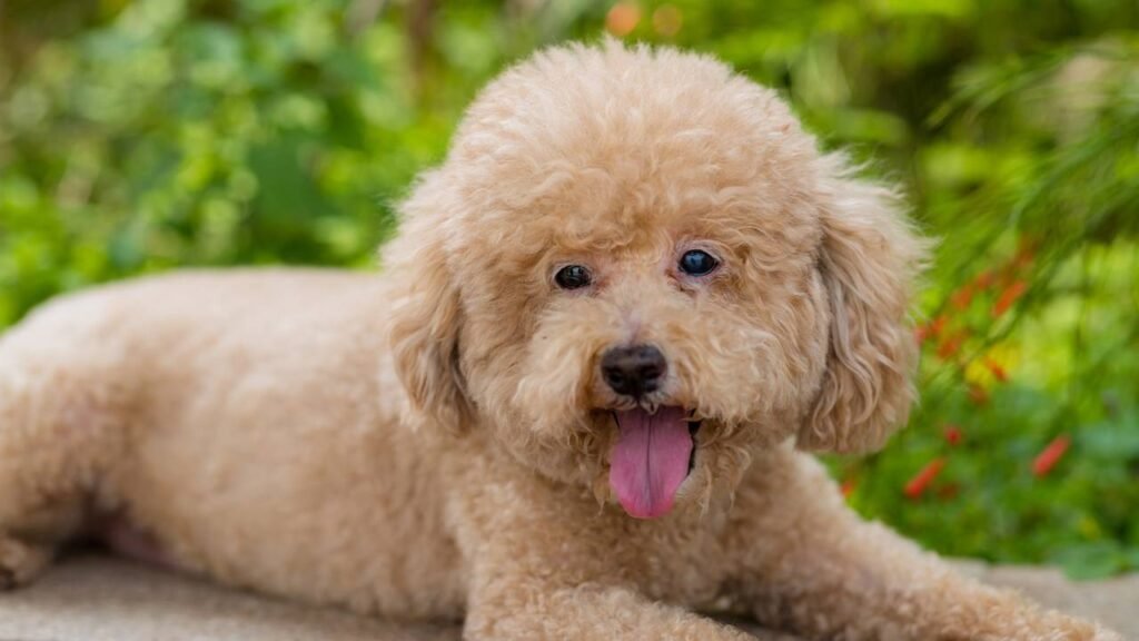 Quais são as 5 raças de cães mais afetuosas, segundo veterinários