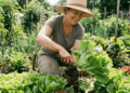 O segredo para colher folhas de alface macias e saborosas em sessenta dias