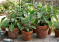Como plantar berinjela no vaso e evitar os erros que travam o crescimento
