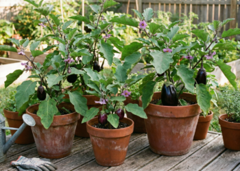 Como plantar berinjela no vaso e evitar os erros que travam o crescimento