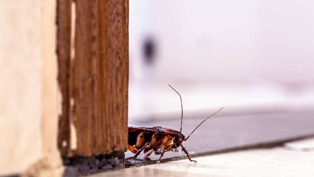 Baratas em casa? 3 métodos para se livrar desta praga de forma natural