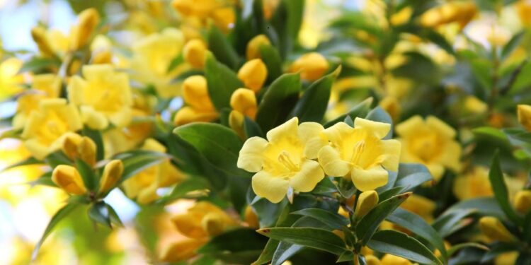 Escolha sempre um substrato com boa drenagem, evitando o acúmulo de água em torno das raízes - Créditos: depositphotos.com / greatandlittl