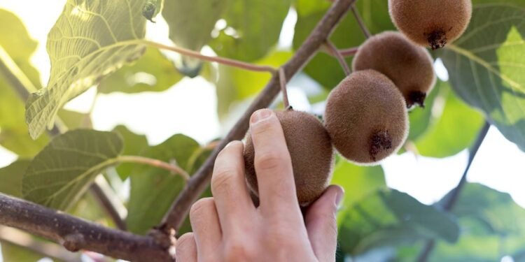 A escolha do vaso é fundamental no sucesso do plantio do kiwi - Créditos: depositphotos.com / tostphoto