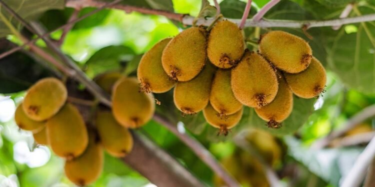 Utilize uma combinação de terra vegetal, areia e húmus de minhoca, em partes iguais, garantindo uma textura leve e fértil - Créditos: depositphotos.com / Martina_L