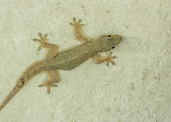 O que significa sonhar com lagartixas em casa?