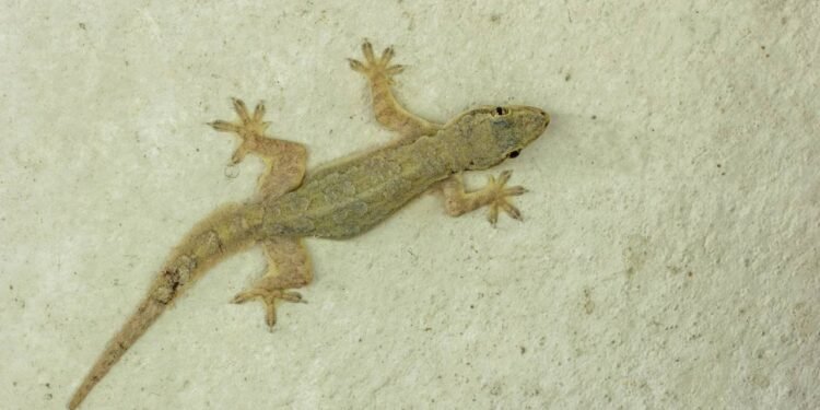 O que significa sonhar com lagartixas em casa?