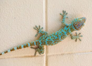 Se lagartixas têm surgido na sua casa, o motivo pode surpreender