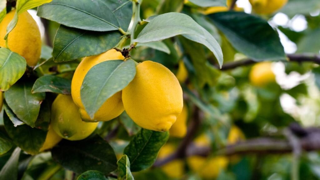 A melhor forma de cultivar limoeiro em casa e aproveitar todos seus benefícios para a saúde a qualquer momento