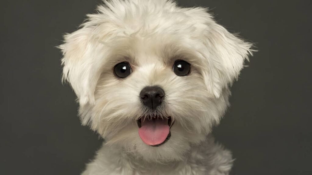 Essa é a raça de cachorro considerada mais amorosa para famílias