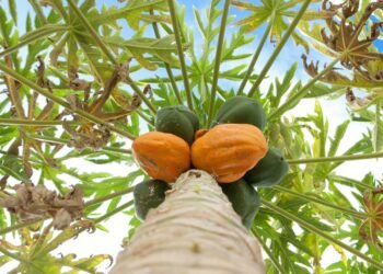 Como ter mamões doces e nutritivos direto do seu quintal ou horta