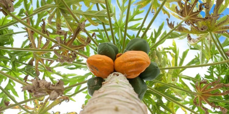 A colheita do mamão geralmente ocorre seis a nove meses após o plantio, dependendo das condições de cultivo e variedade utilizada - Créditos: depositphotos.com / irabel8