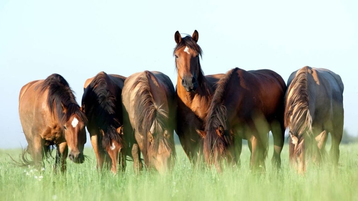 Qual é o coletivo de cavalo, segundo a língua portuguesa