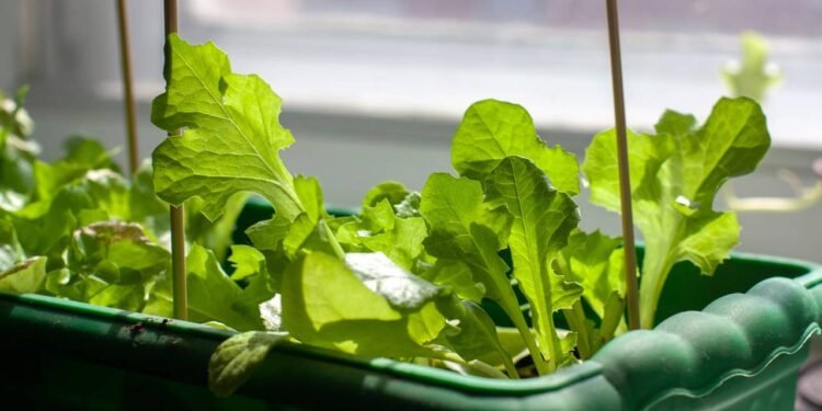 Regue sempre que o solo estiver seco ao toque, mas sem encharcar - Créditos: depositphotos.com / k_v