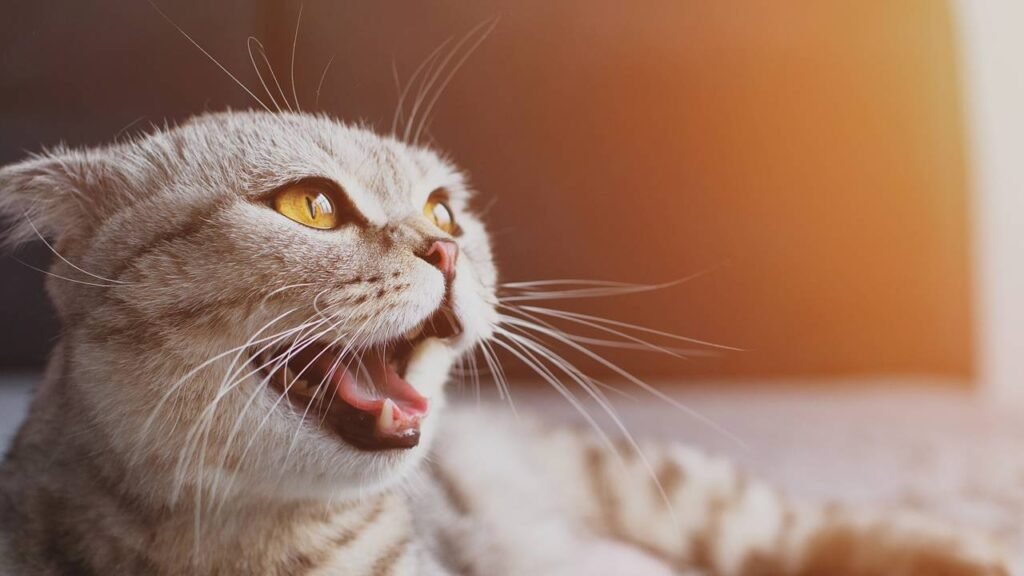 O que significa quando seu gato começa a miar muito diferente?