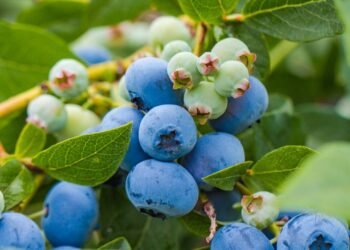 Conheça a fruta azul que protege o coração e o cérebro